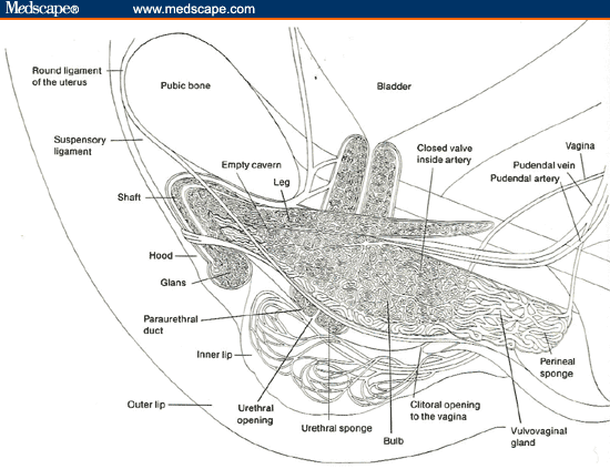 Inner tissue Vagina/ inner